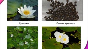 Размножение и развитие растений