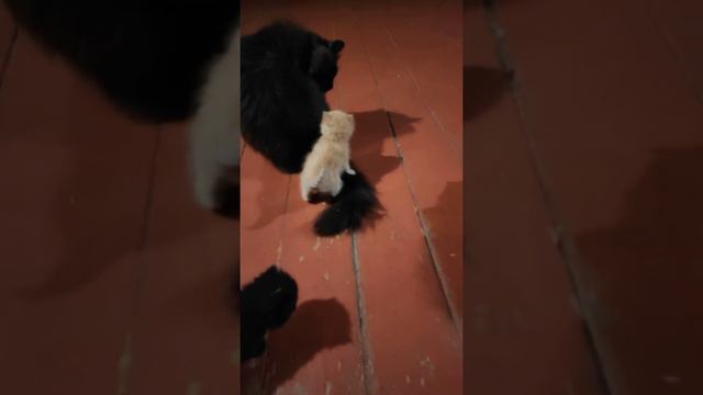 Батьке пришлось водится с сыновьями пока жëнушка гуляет кот и котята / cat and kittens смотреть онлайн