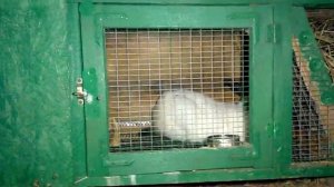 Ночной обзор ! Кролики ночью спят или едят ?! Видео ответ . Почему я пропал ....