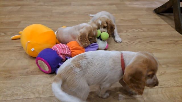 Спаниель #Продажа#Купить щенка#Крым#+79787402855;+79786283326.С документами клуба#Возможна доставка смотреть онлайн