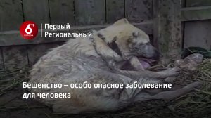 Бешенство – особо опасное заболевание для человека