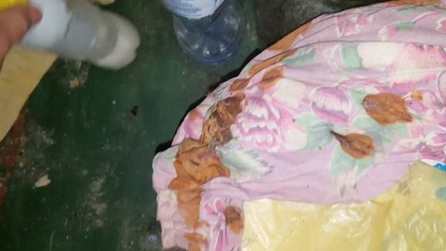 САМЕЦ И САМКА ТАРАКАНА. УНИКАЛЬНЫЕ КАДРЫ смотреть онлайн