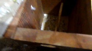 Птенцы волнистых попугаев начали вылетать с гнёзд.