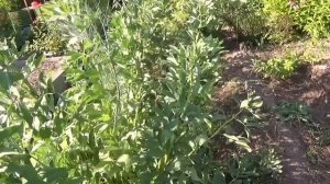 А вы выращиваете бобы и фасоль?