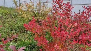 Уход за голубикой осенью. Как подготовить голубику к зиме!