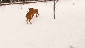 Немецкие боксеры дерутся.