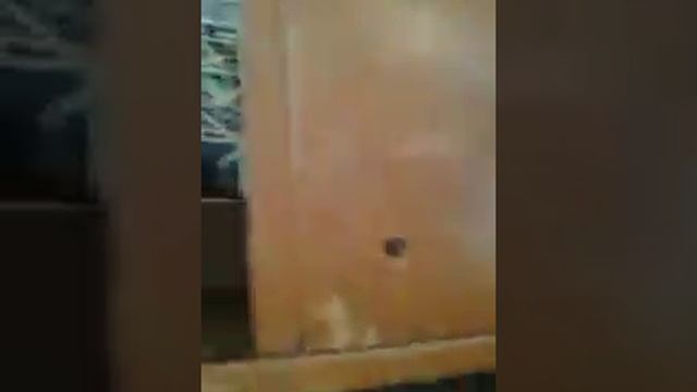 Беременная Крольчиха смотреть онлайн