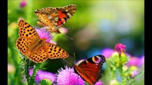 18. Целотоновый лад. Ладовые пьесы "БАБОЧКИ".