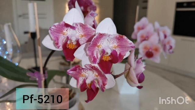 Цветение азиатских орхидей бабочек в размере 1,7. Little Gem Stripes, Pink beauty, Victoria’s Lace смотреть онлайн