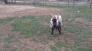 С каждым днём зацветают новые и новые медоносы и пыльценосы в северном Крыму.