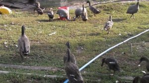 утка Индийский бегунок