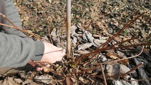 ОБРЕЗКА ГОРТЕНЗИЙ. ДЕНТЕЛЬ ДЕ ГОРРОН И ВАНИЛЛА ФРАЙЗ.