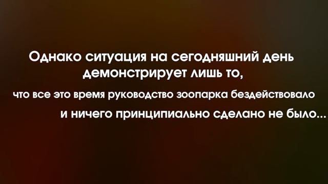Передвижной зоопарк «Зоомир» смотреть онлайн