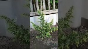 Эдем моей души. Традесканция Свит Кэти. Распускаются почки у хвойников. Сирень Аукубофолия. Май 201