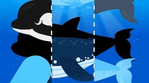 What kind of whale am I? | Shadow Whale Game for Kids | Killer whale? Blue whale? Dolphin?| NINIkid