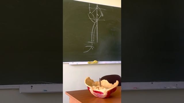 Подколенная , артерии голени и стопы