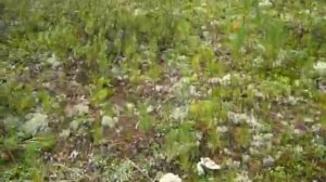 Ориентирование в лесу. Осенняя тайга, часть 2