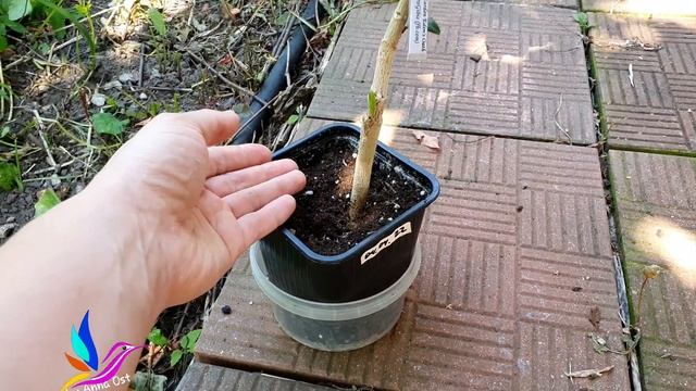 Гибискус Chi's Garden Eden's Oath. смотреть онлайн