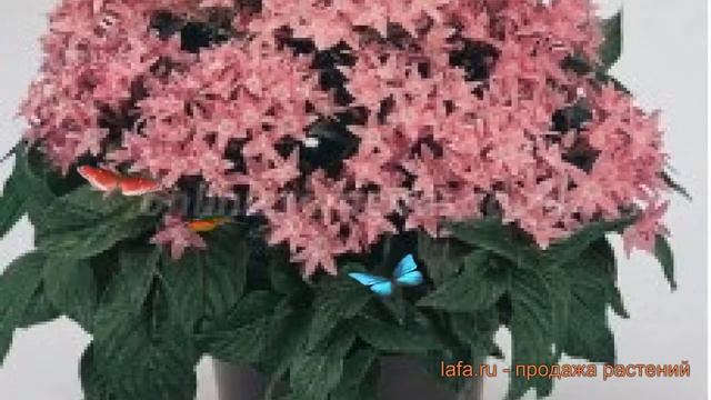 Пентас обыкновенный Ред ? обыкновенный пентас Ред обзор: как сажать, семена пентаса Ред смотреть онлайн