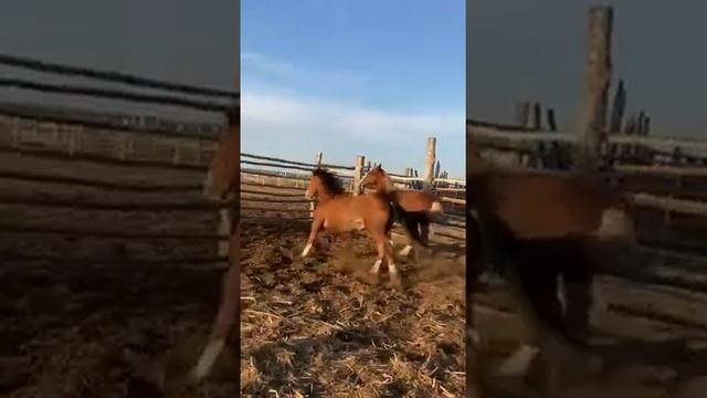 Продам годовалых жеребят тяжеловозы цена:100 тыс. каждый смотреть онлайн