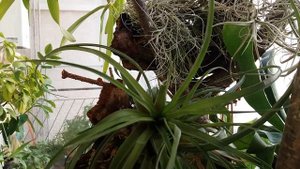 Тилландсия синяя(tillandsia cyanea)   уход за детками?