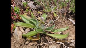 Plantago lagopus, the hare's foot plantain