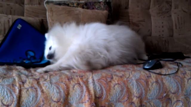 Белый шпиц смотреть онлайн