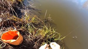 Карась на поплавок в Октябре. Ловля живца