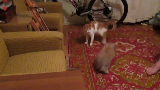 Вислоухий кролик и рыжий кот смотреть онлайн