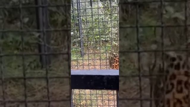 Тайган: ТАКОЕ не каждый день УВИДИШЬ! Мы были в восторге! смотреть онлайн