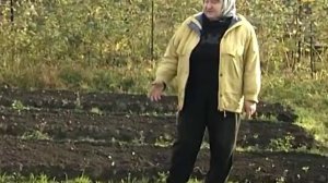Бобы применяю как сидерат