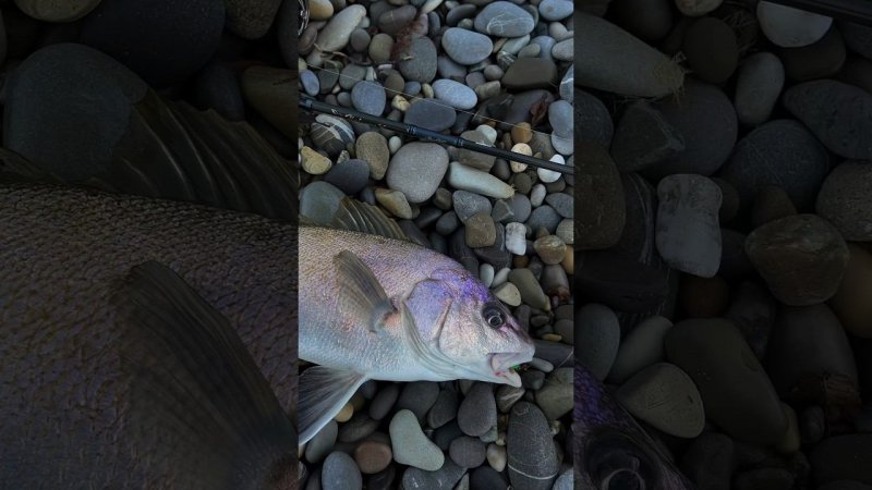 ROCKFISH #fishing #blacksea #heartyrise #halcyonx #rockfishing #горбыль #темныйгорбыль #рыбалкавсочи