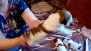 Щенки Парсон Рассел терьер