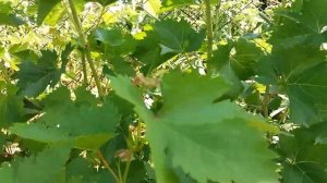 Виноград  Надежда Аксайская 22.07.18