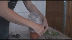 Пересадка и обрезка фуксий в начале сезона