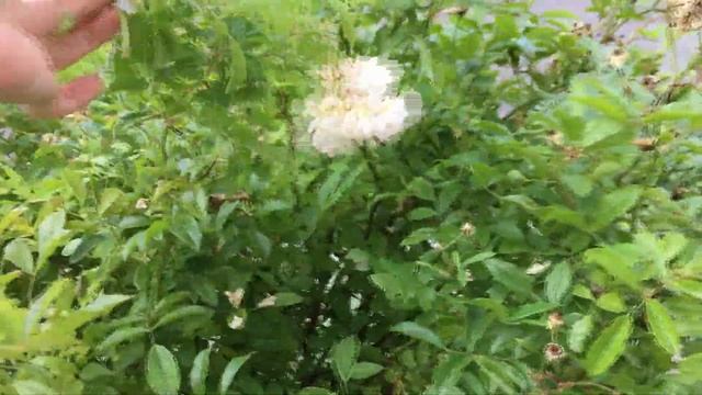 Уход Обрезка плетистых роз летом смотреть онлайн