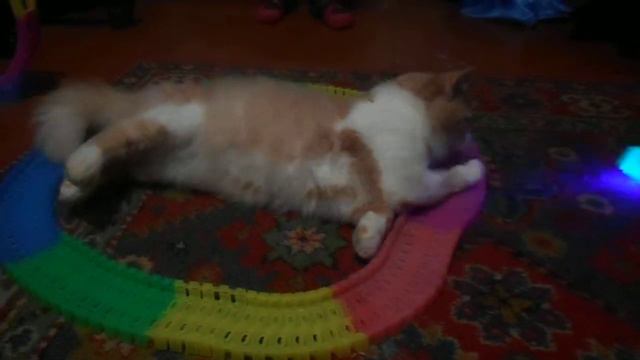 ну очень активный кот