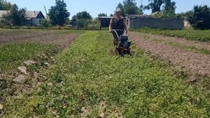 Посев сидерата и его заделка в почву при помощи мотоблока