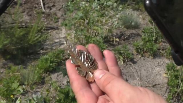 КЛАД! ЗОЛОТАЯ КОРОНА ИЗ ПЛАВИЛЬНОЙ ПЕЧИ! смотреть онлайн