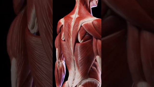 Из каких мышц состоит спина??