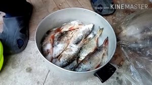 ?Как СОЛИТЬ и СУШИТЬ? РЫБУ (ВОБЛУ). Рецепт, проверенный временем.