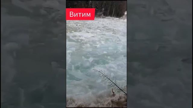 река Витим течёт с льдом и сметает всё на пути Якутия #новости #природа #стихия смотреть онлайн