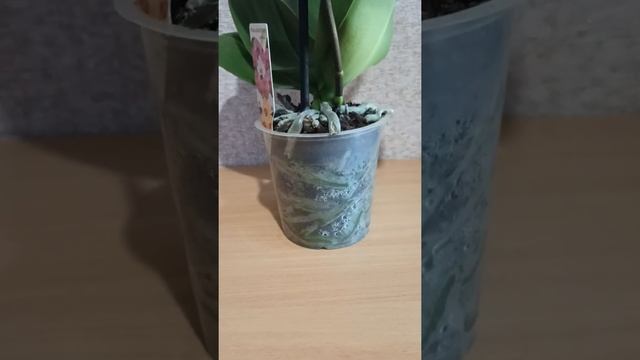 Кимоно орхидея смотреть онлайн