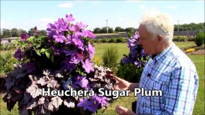 Clematis Amethyst Beauty in a stunning container combination