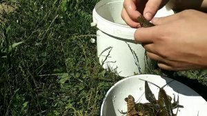 Ловим и готовим озёрных раков.