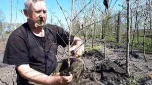 Как отличить привитый саженец от непривитого. Кизил
