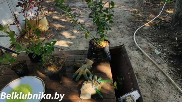 Как правильно посадить голубику? Belklubnika.by смотреть онлайн