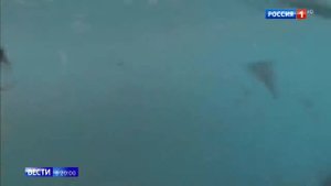 Судно Атлантида исследовало в Арктике криля