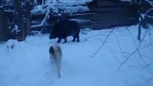 АКИТА МАТАГИ КЭН - Американская Акита и ЗСЛ по кабану