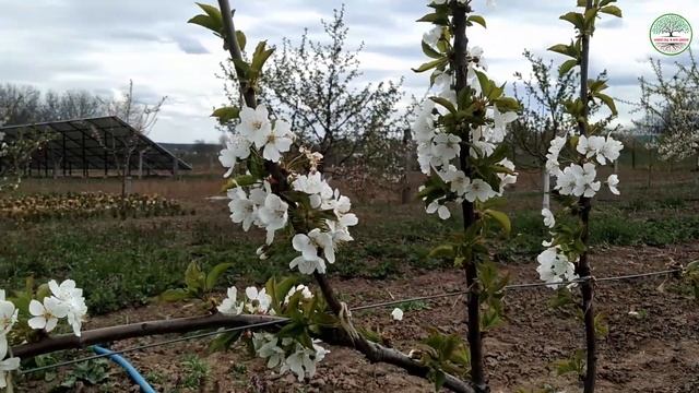 Черешня система UFO. Черешня UFO цветение. Формировка черешни методом УФО. Обрезка черешни весной. смотреть онлайн